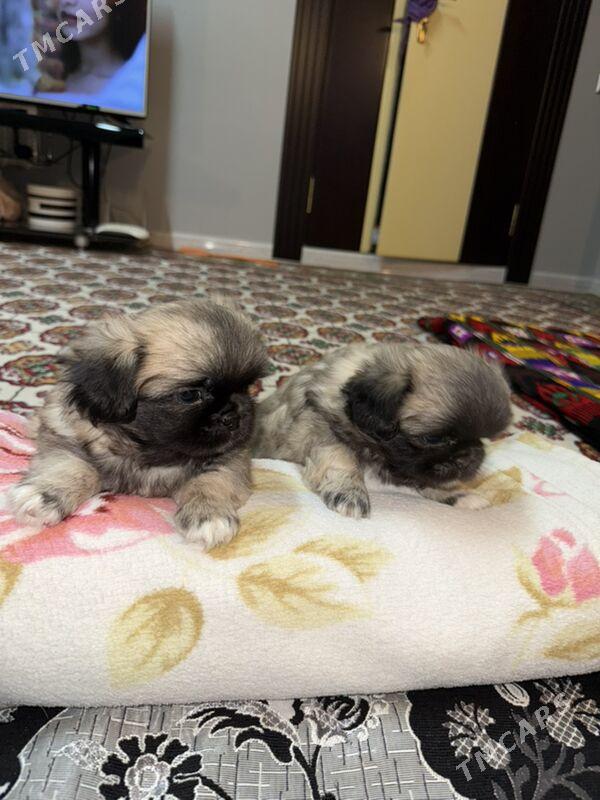 щенки пикинеса - Мары - img 3