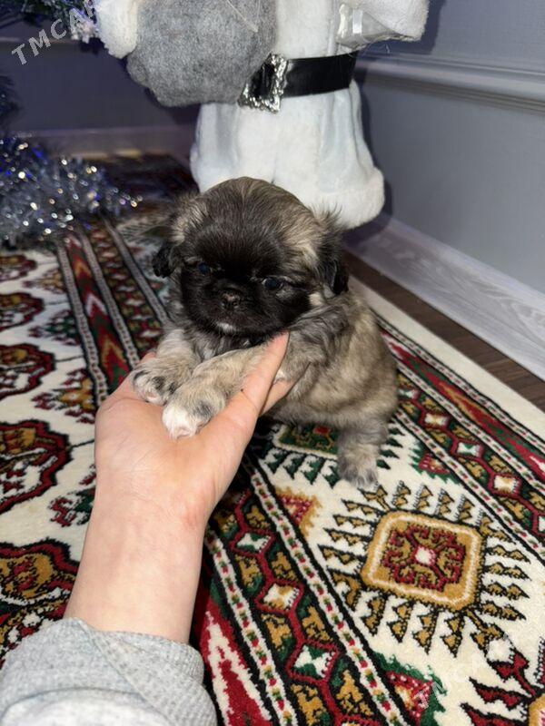 щенки пикинеса - Мары - img 2