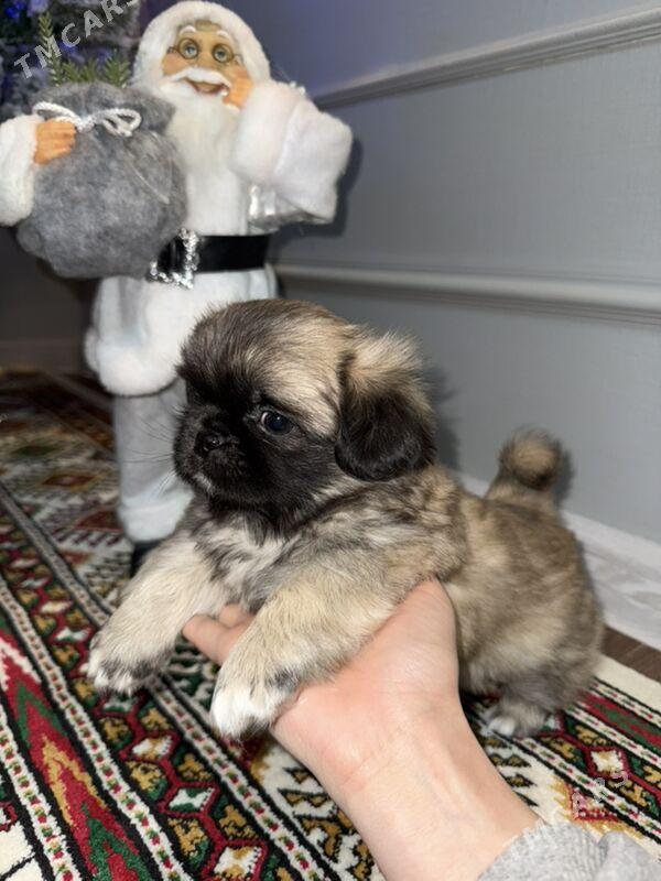 щенки пикинеса - Мары - img 1