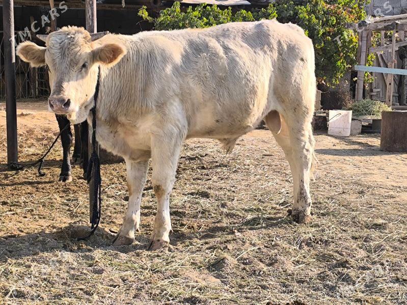 öküz - Aşgabat - img 2