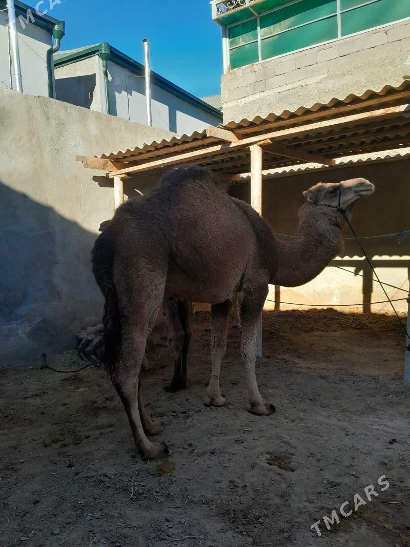 duluc - Чоганлы - img 2