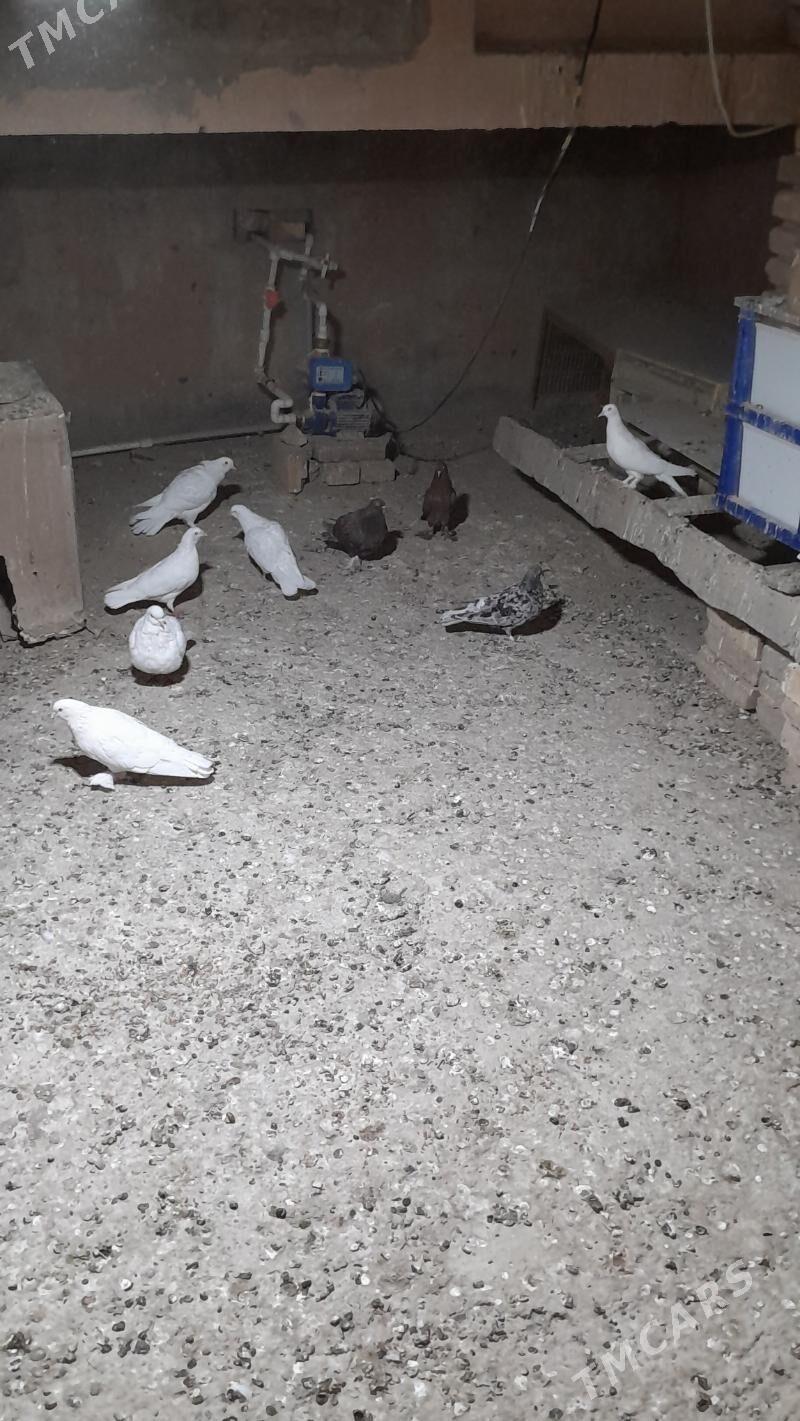 kepderi - Мары - img 5