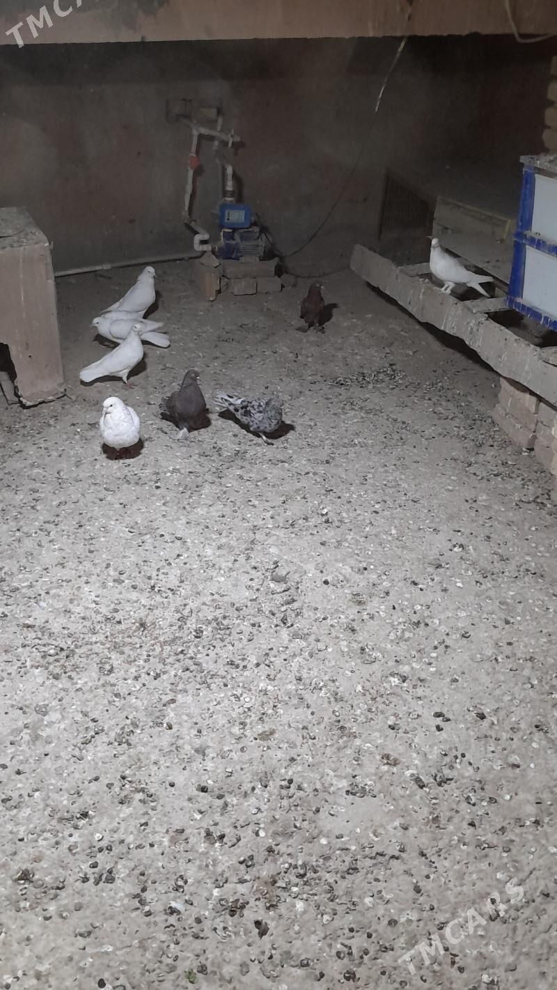 kepderi - Мары - img 6