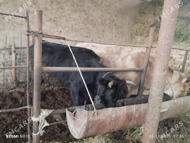 sygyr bakylan we  sygyr - Sakarçäge - img 4