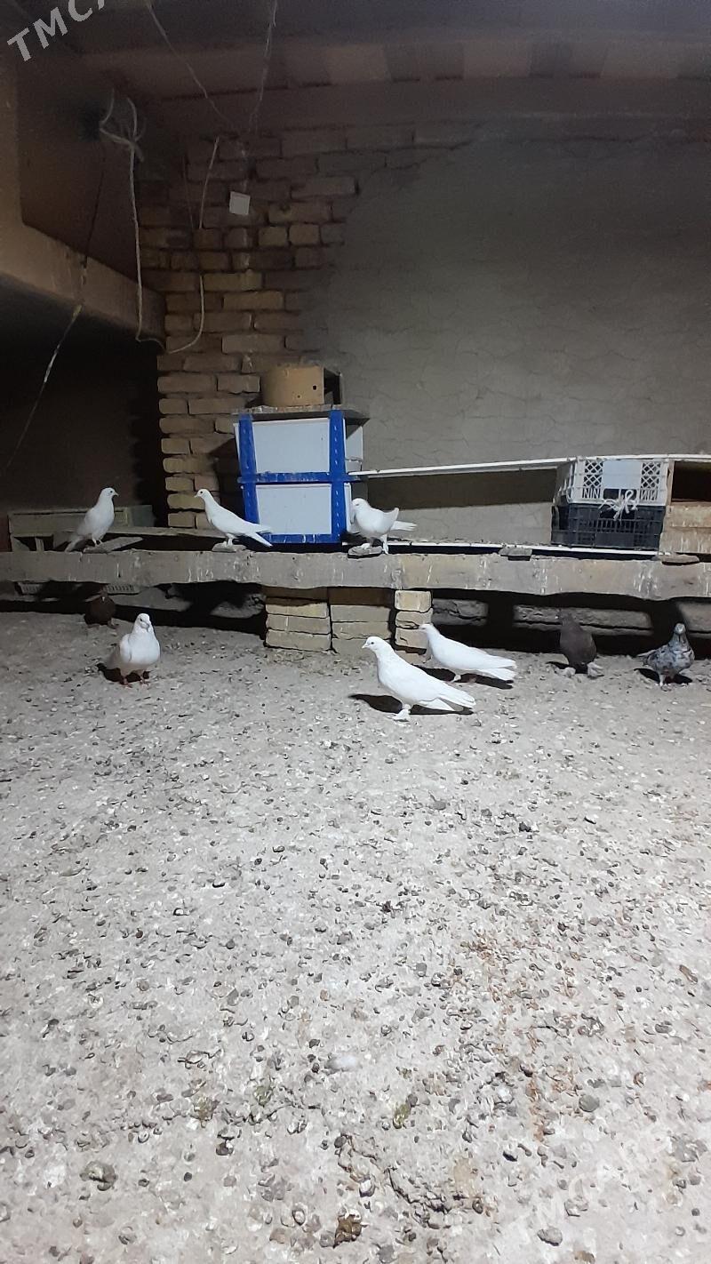 kepderi - Мары - img 3