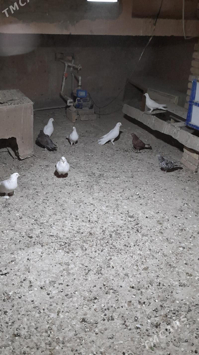 kepderi - Мары - img 4