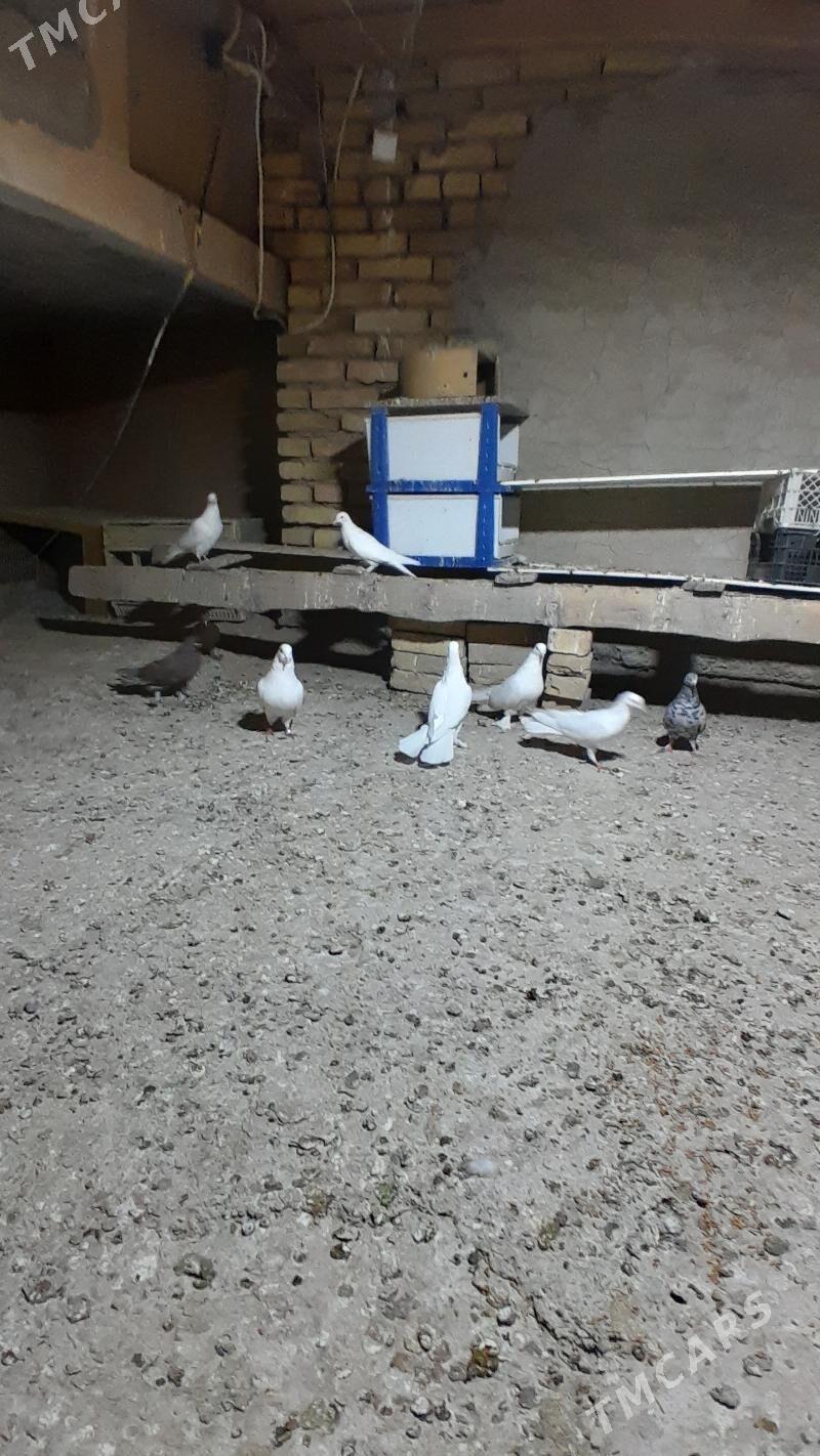 kepderi - Мары - img 2