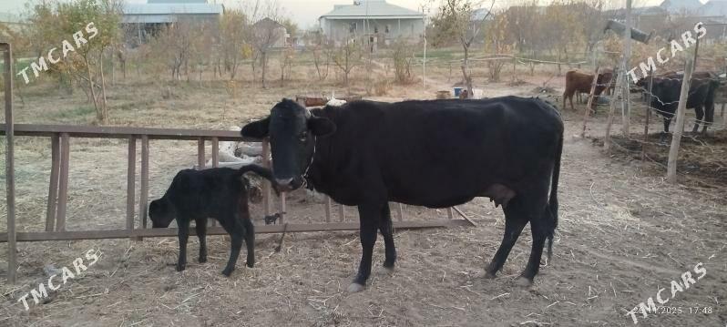 Goleli sygyr - Baýramaly - img 2