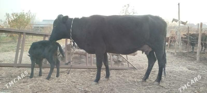 Goleli sygyr - Baýramaly - img 3