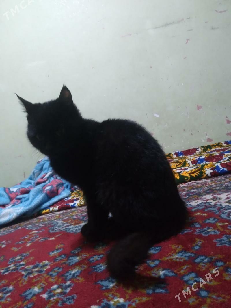 gara pişik ‍ - Дашогуз - img 2