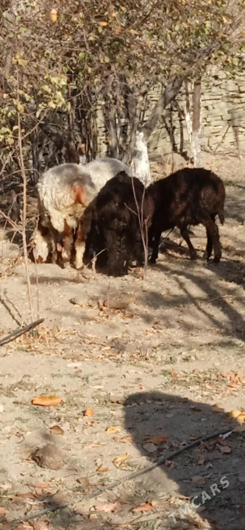 semiz işşek tokly - Бахарден - img 2