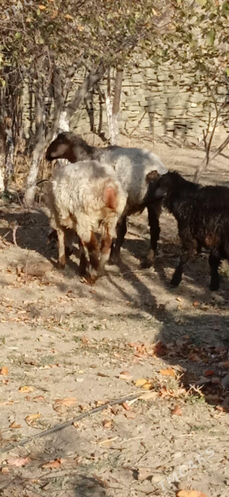 semiz işşek tokly - Бахарден - img 4