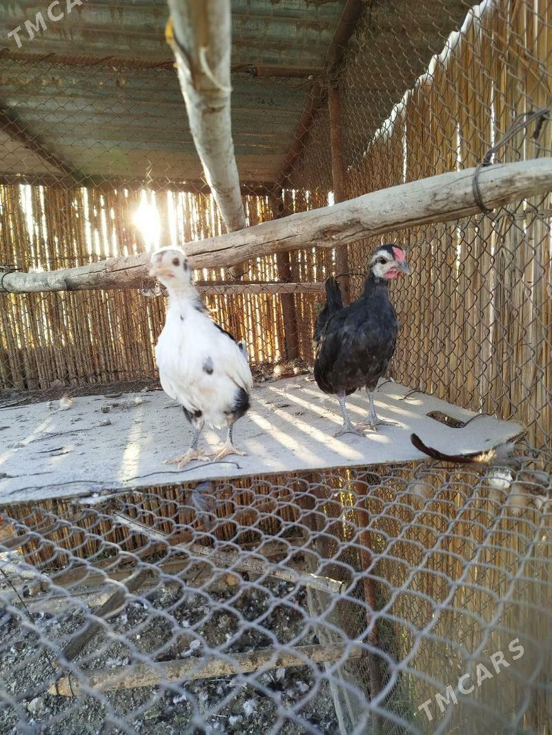 Prastoý karlik - Туркменгала - img 3