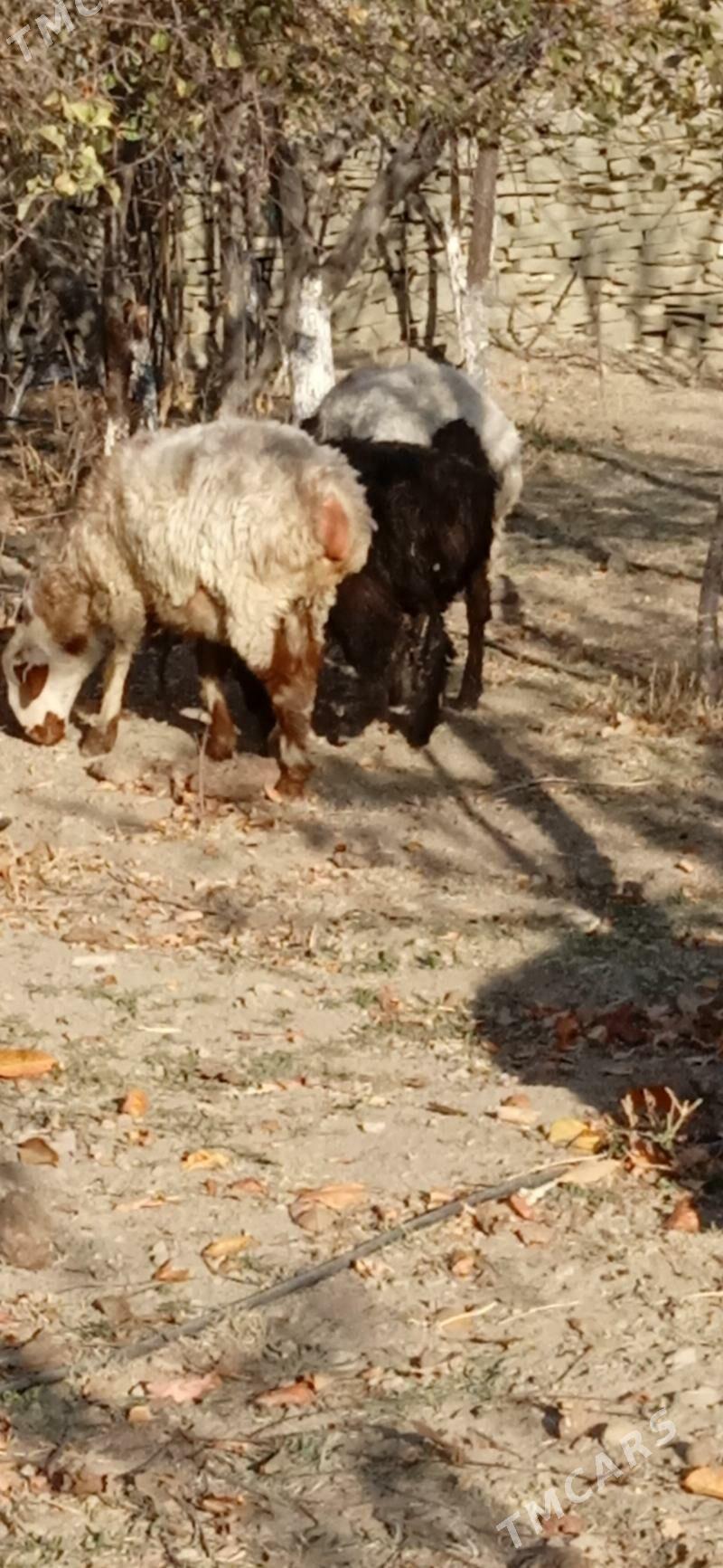 semiz işşek tokly - Бахарден - img 3