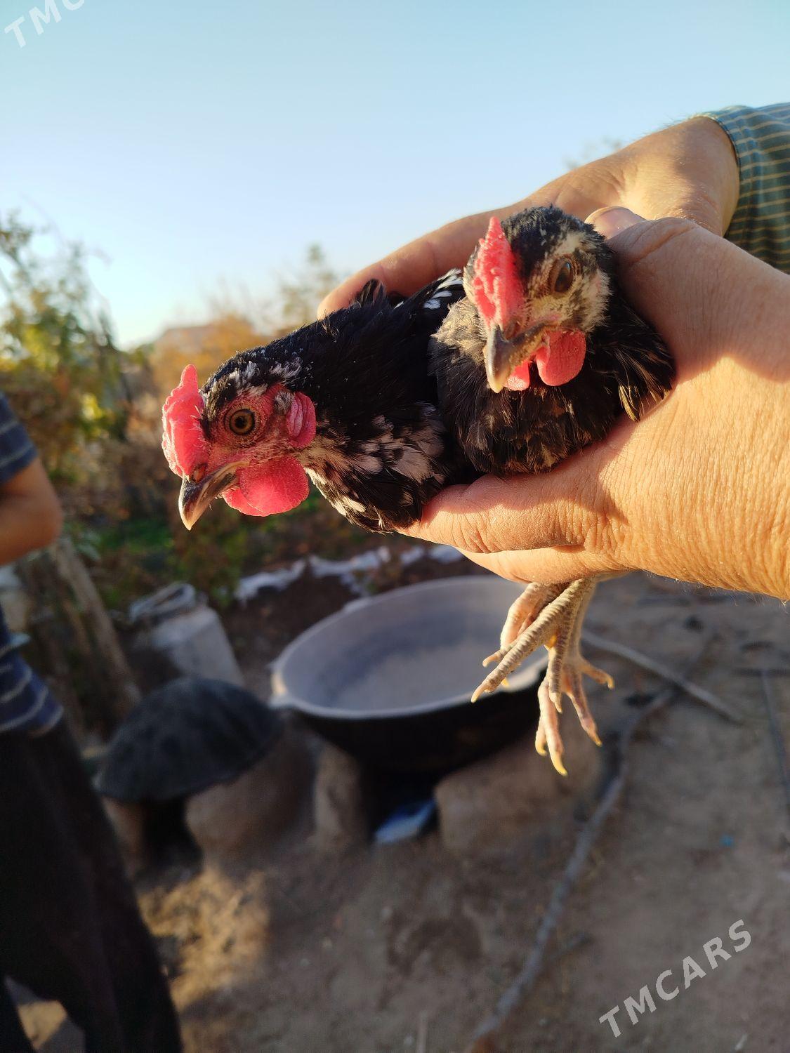 Prastoý karlik - Туркменгала - img 4