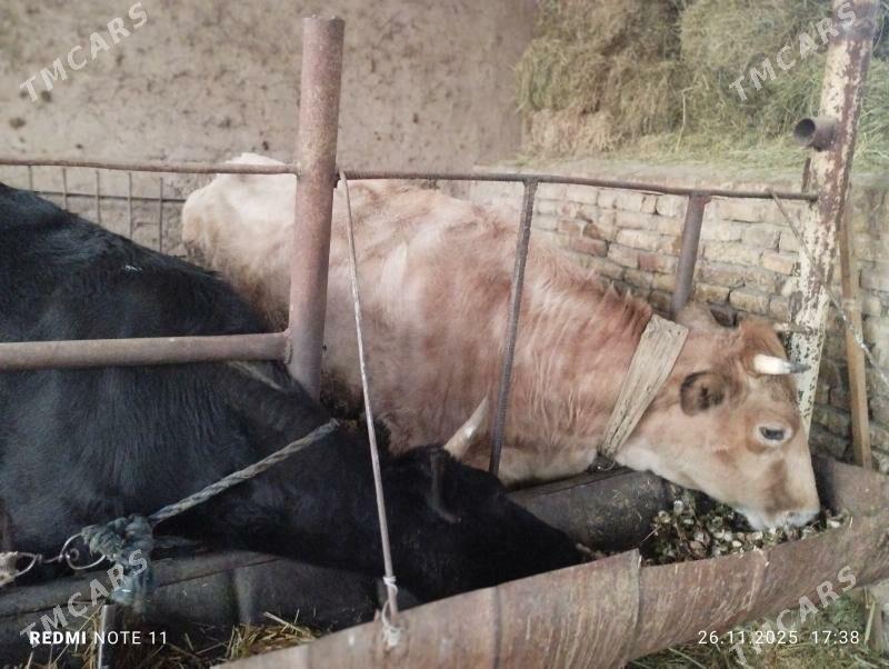 sygyr bakylan we sygyr - Sakarçäge - img 1