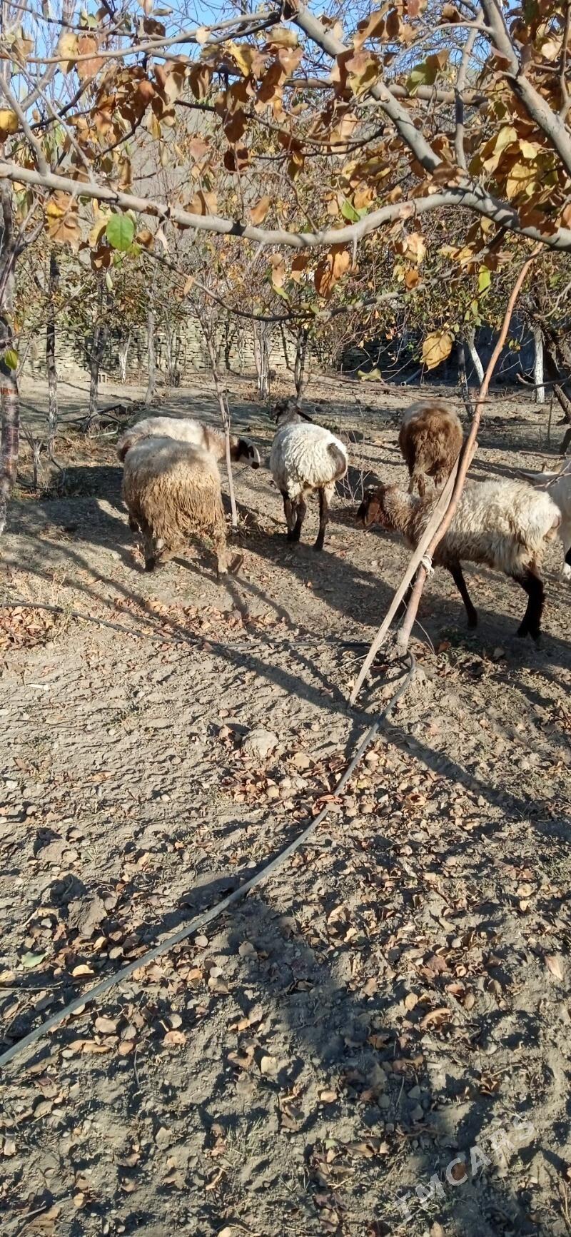 semiz işşek tokly - Бахарден - img 5