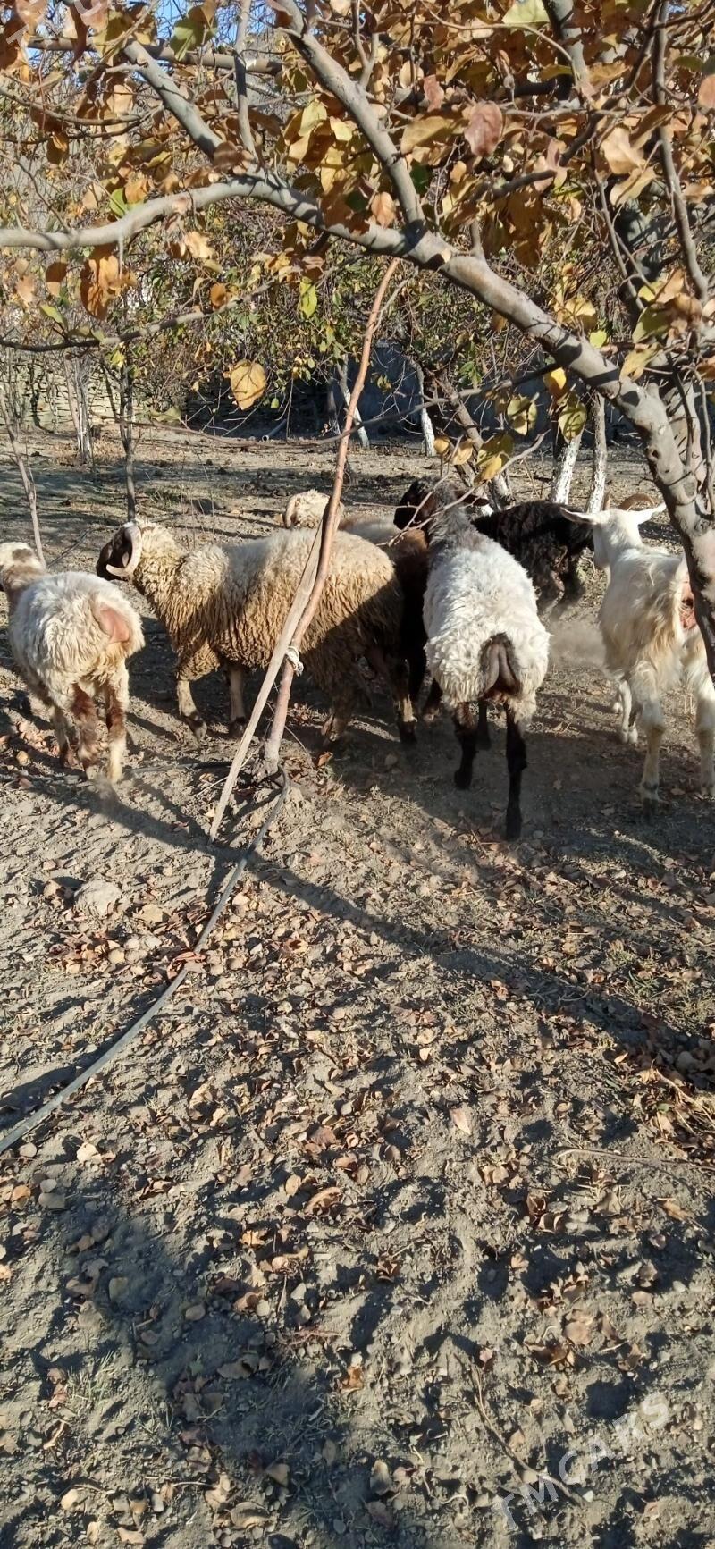 semiz işşek tokly - Бахарден - img 6