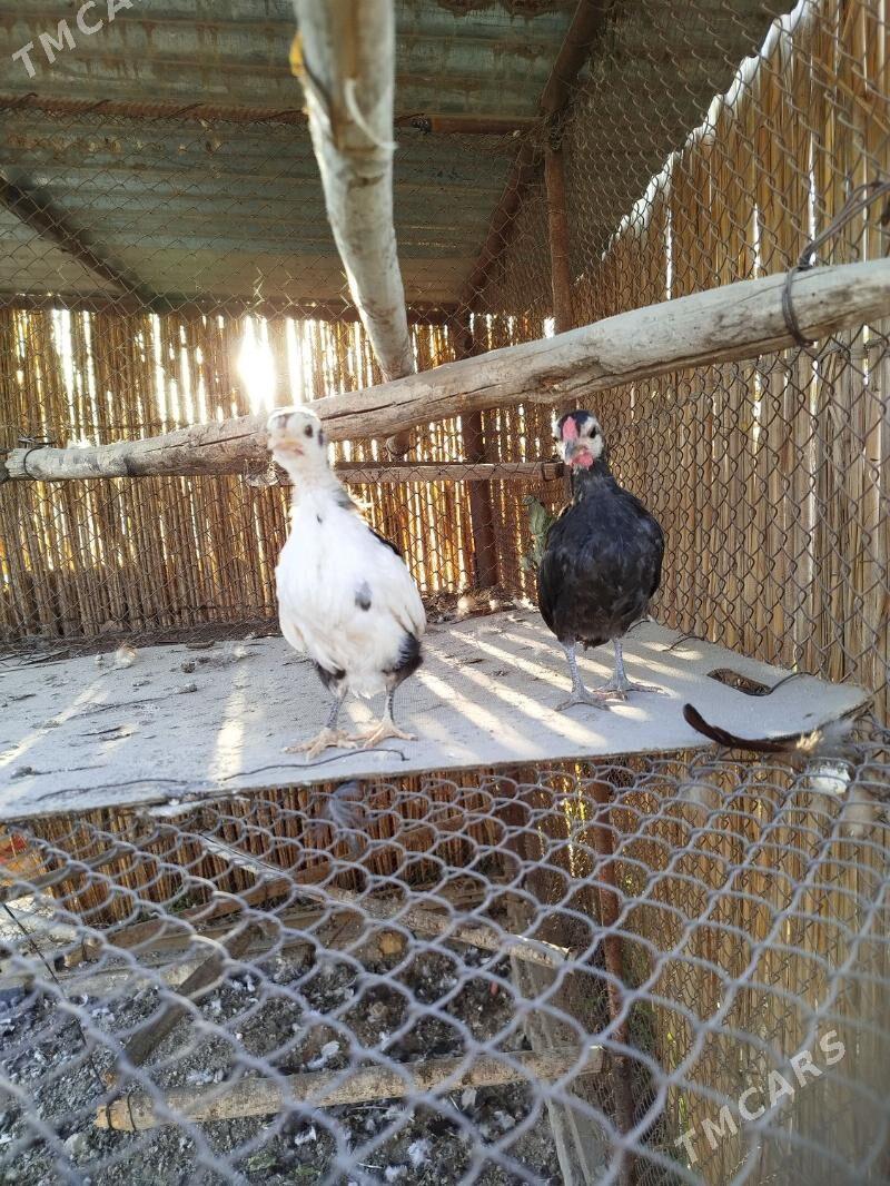 Prastoý karlik - Туркменгала - img 2