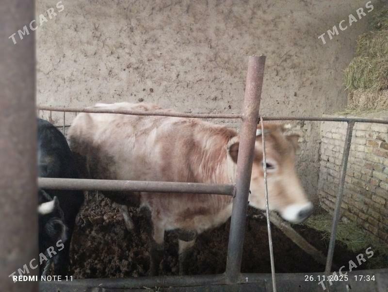 sygyr bakylan we  sygyr - Sakarçäge - img 6