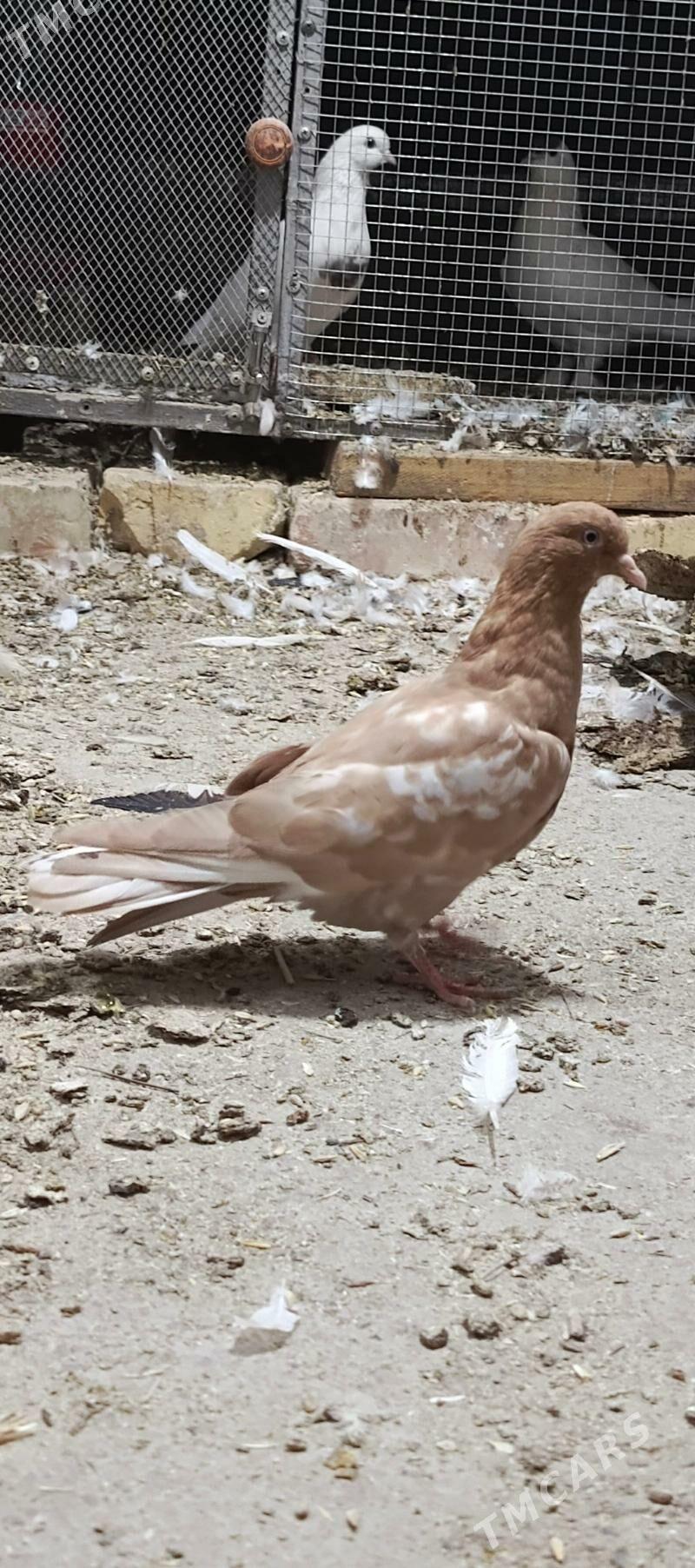 kepderi - Hitrowka - img 2