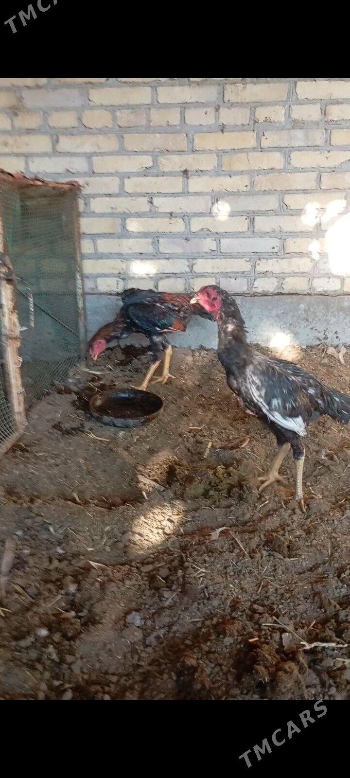 хораз - Çärjew - img 6