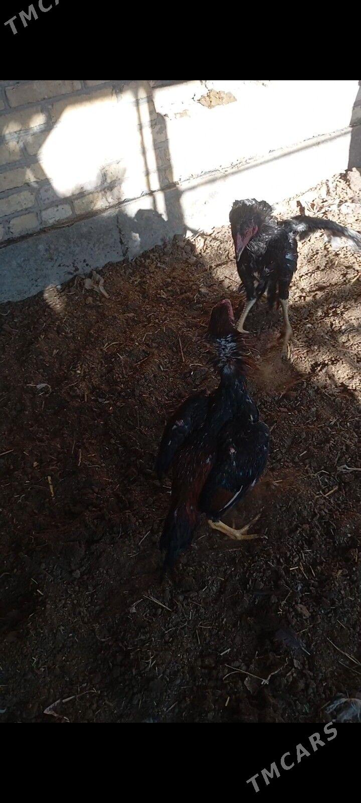 хораз - Çärjew - img 7