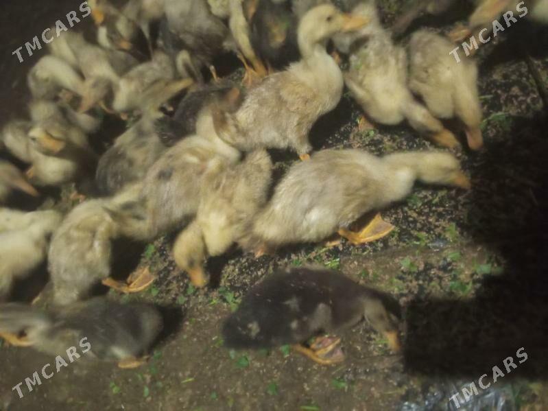 Ýaşylbaş ördek - Туркменгала - img 3