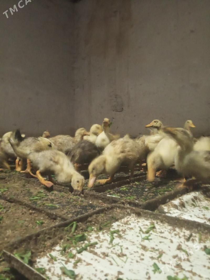 Ýaşylbaş ördek - Туркменгала - img 6