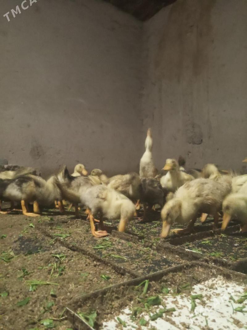 Ýaşylbaş ördek - Туркменгала - img 5