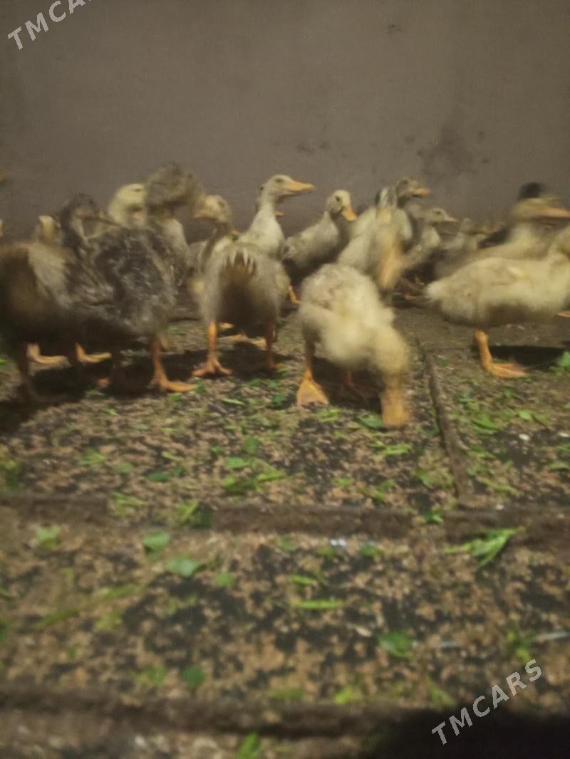 Ýaşylbaş ördek - Туркменгала - img 2