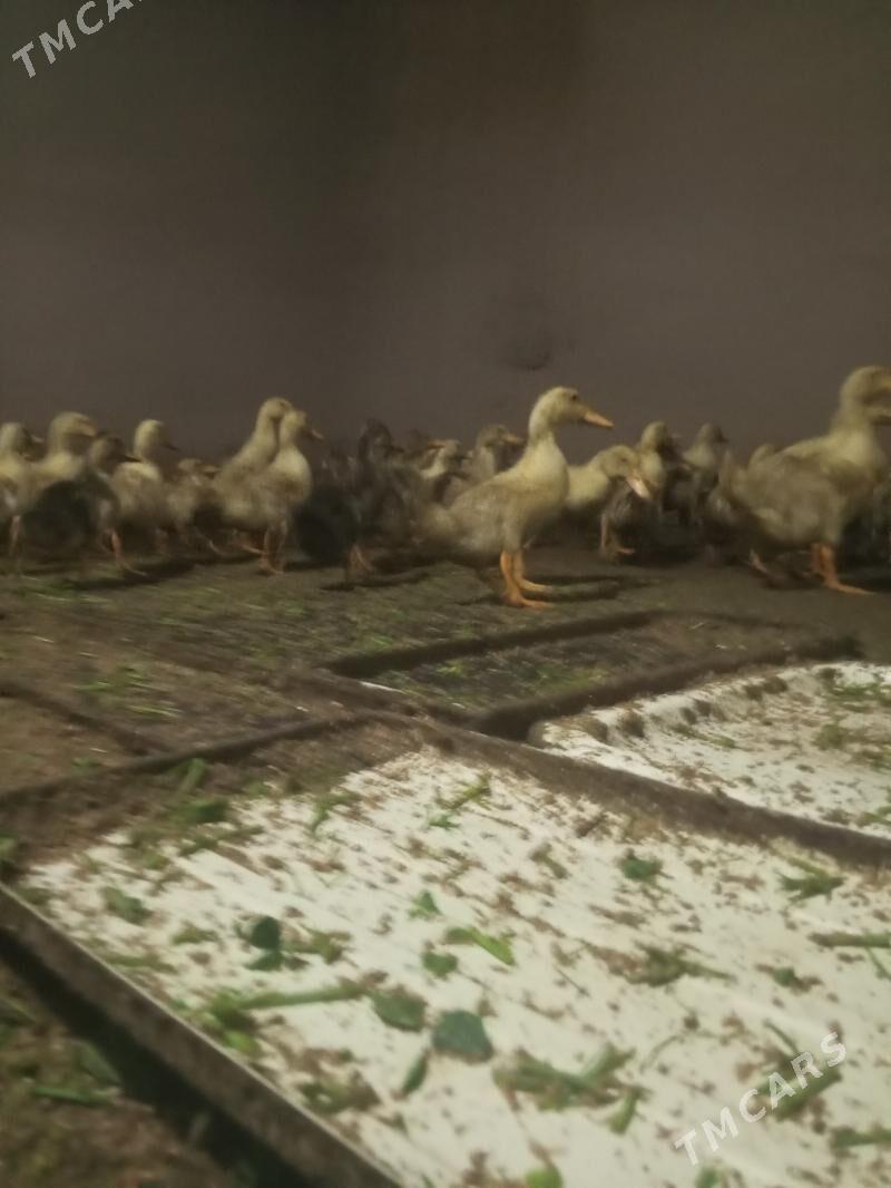 Ýaşylbaş ördek - Туркменгала - img 4