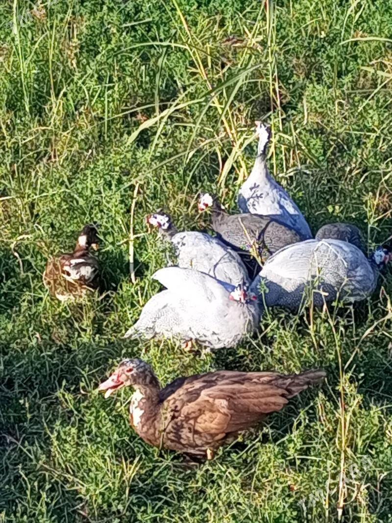 käkilik. towuk yumurtga. - Мургап - img 5