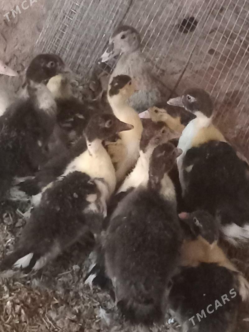 ordek - Mary - img 2