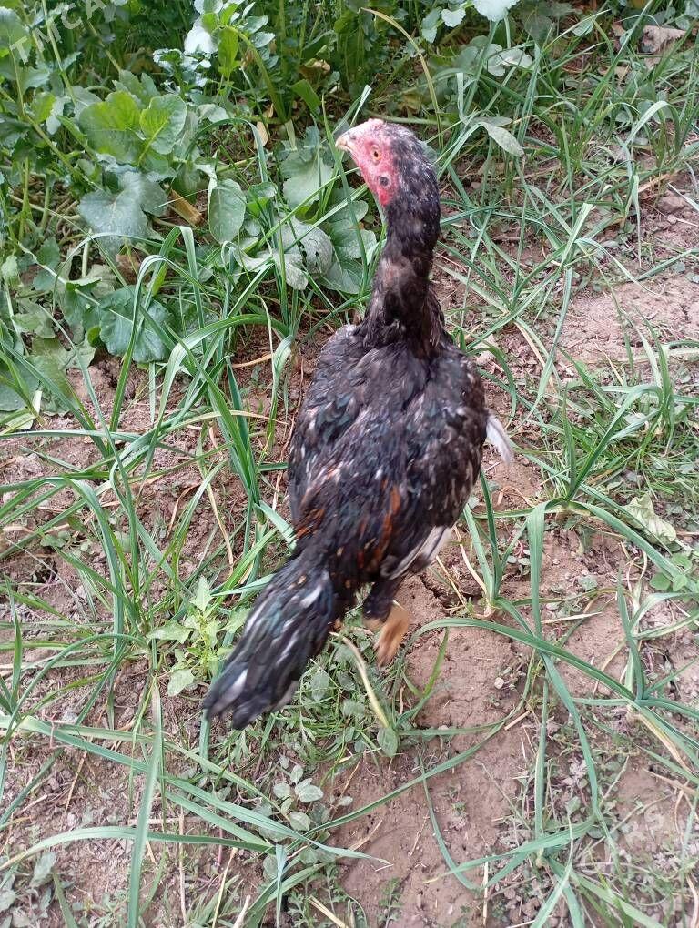 хораз - Çärjew - img 2