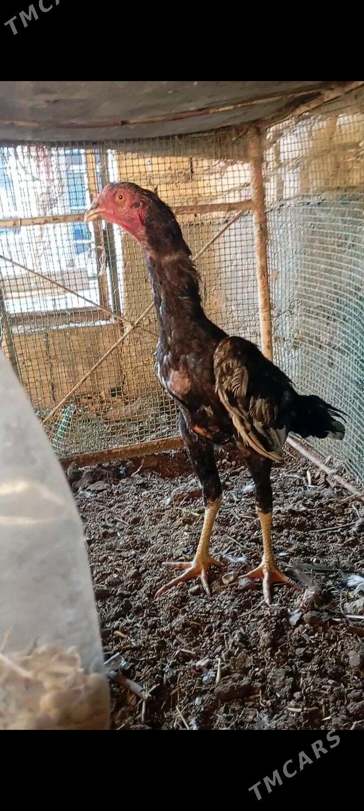 хораз - Çärjew - img 4