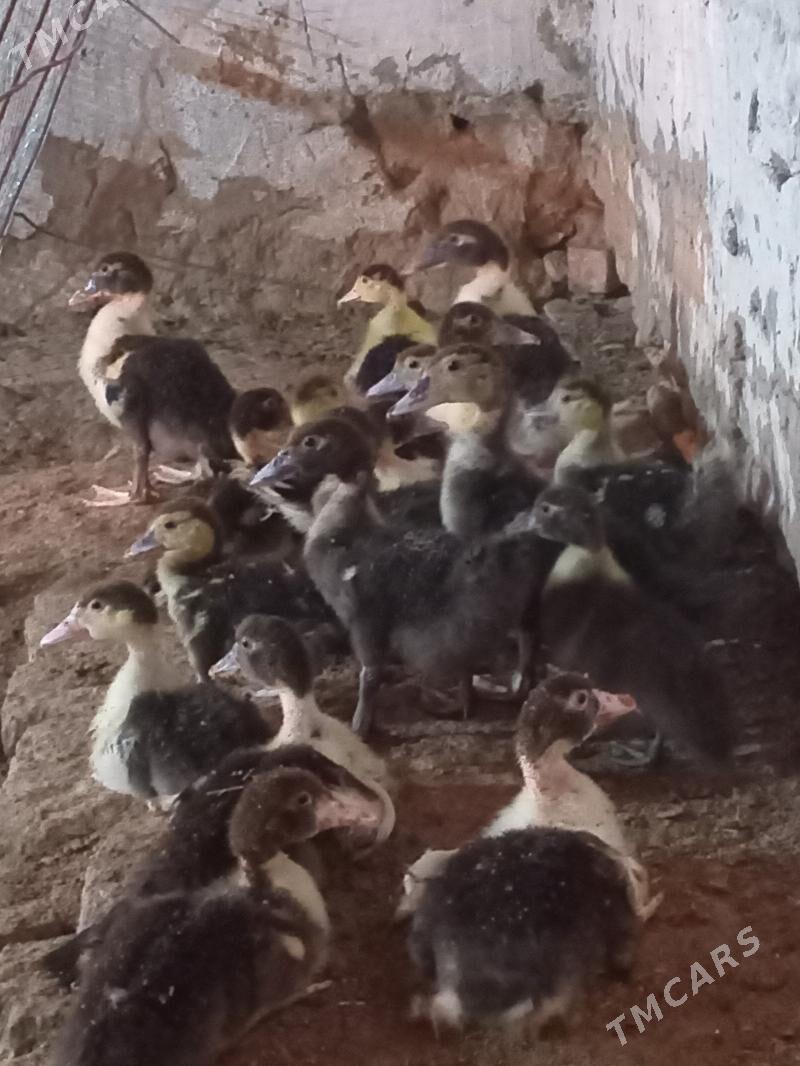 ordek - Mary - img 3