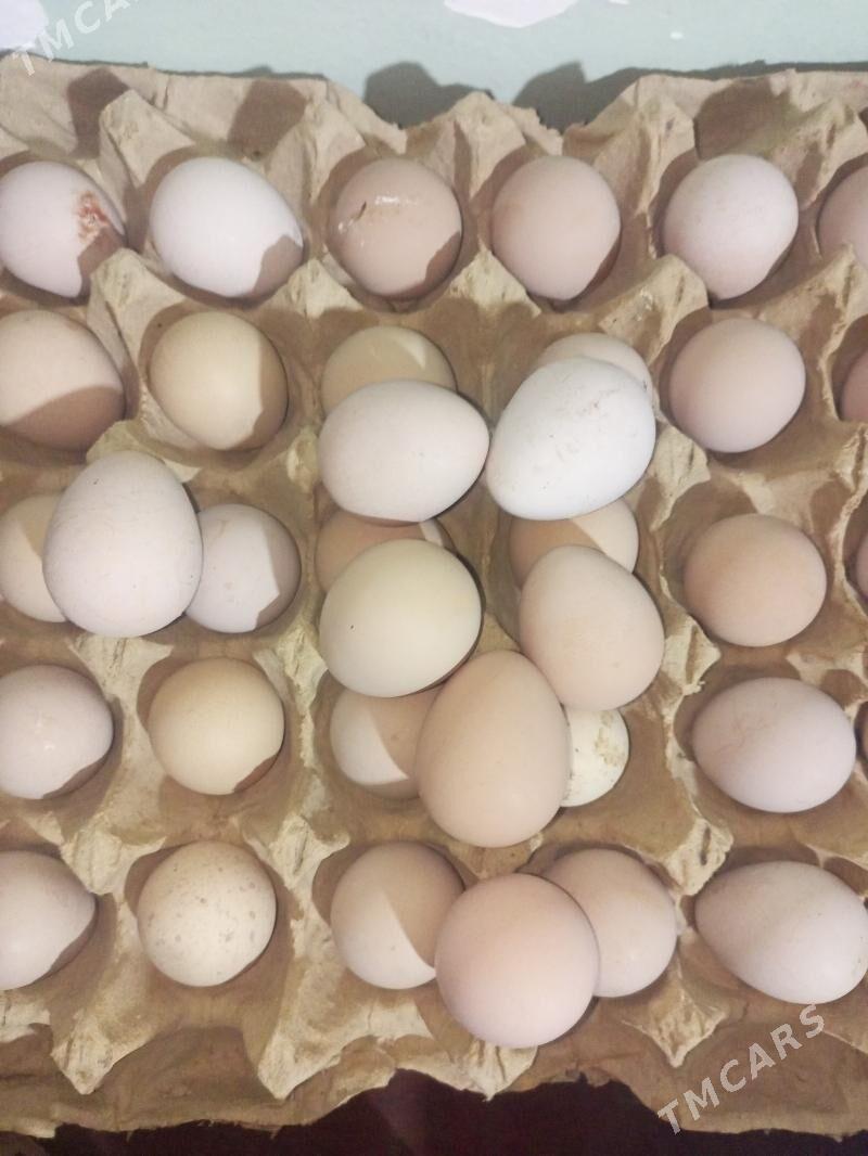 käkilik. towuk yumurtga. - Мургап - img 4