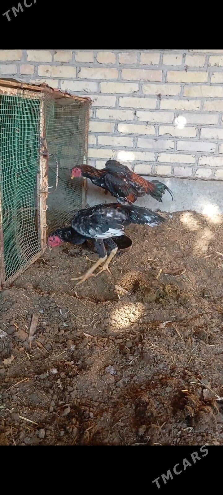 хораз - Çärjew - img 5