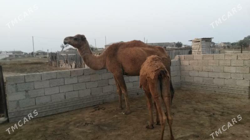 Torumly Düye - Esenguly - img 2