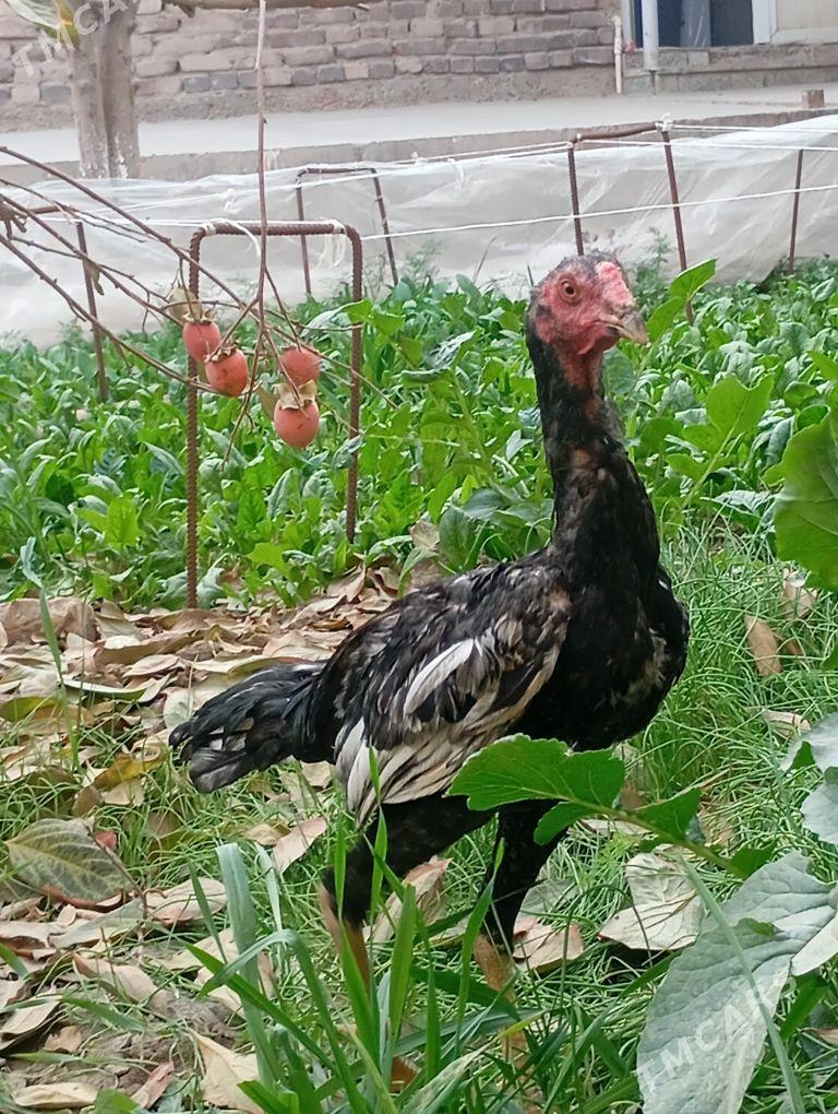 хораз - Çärjew - img 3