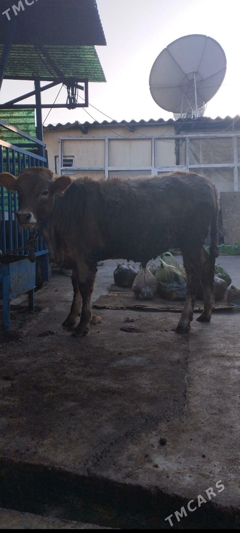 Öküz şwet - Хитровка - img 2