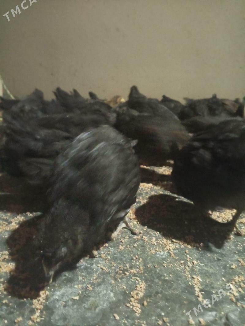 Towuk juje - Türkmengala - img 2