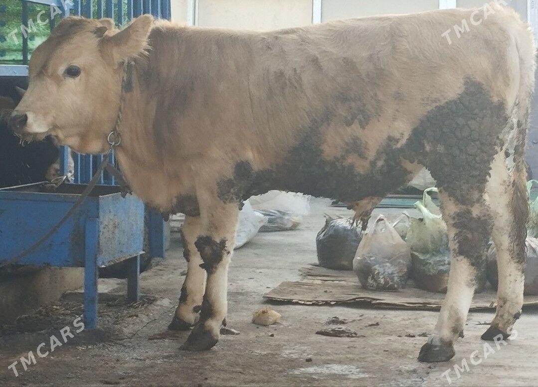 Öküz şwet - Хитровка - img 5