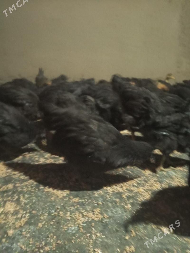 Towuk juje - Türkmengala - img 3