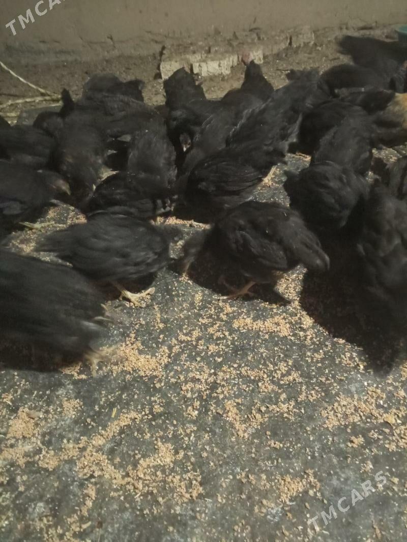 Towuk juje - Türkmengala - img 1