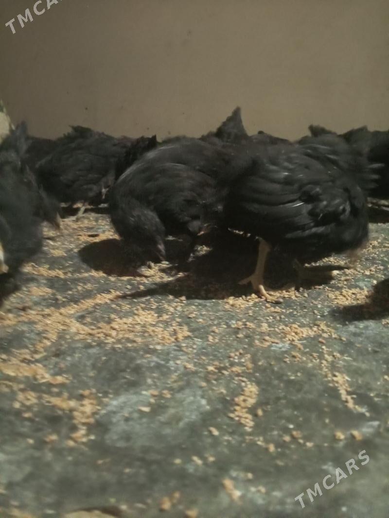 Towuk juje - Türkmengala - img 4