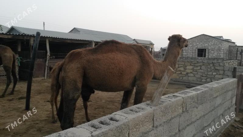 Torumly Düye - Esenguly - img 3