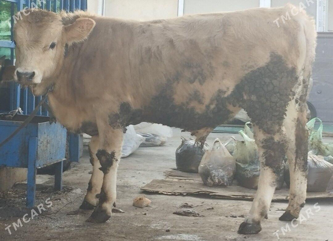 Öküz şwet - Хитровка - img 3