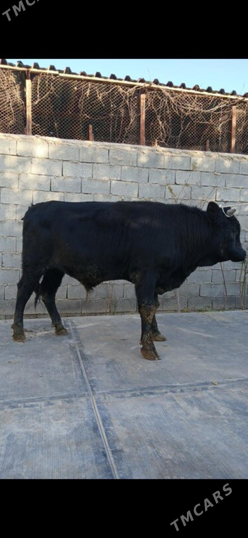 Oküz - Анев - img 2